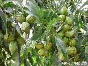 碧根果种植爆料视频大全,视频大全带你走进种植世界